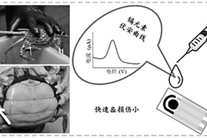 基于电化学传感技术的中华绒螯蟹活体中镉元素的检测方法