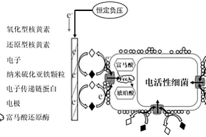 基于杂合生物膜的核黄素电化学检测方法及传感器