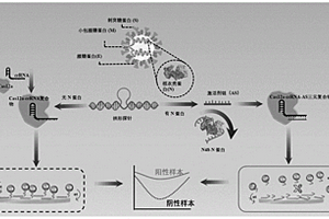 基于CRISPR/Cas12a检测SARS-CoV-2的电化学适配体传感器