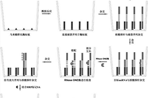 利用RNase ONE核酸酶和化学发光技术对血清miRNA进行定量检测的方法