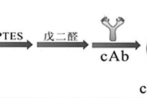 基于快速扫描阳极溶出伏安技术检测食源性致病菌的电化学免疫传感器的制备方法及其应用