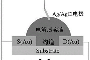 基于有机电化学晶体管的生物传感器及检测方法