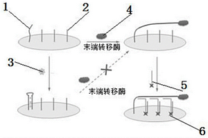 电化学放大检测汞离子的方法