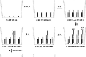 利用SOL技术和化学发光技术对血清miRNA标志物进行定量检测的方法