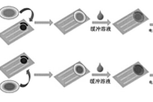 集成纸基微流控设备电化学检测全血中的葡萄糖浓度的方法