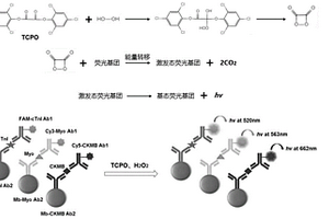 基于过氧草酸酯类化学发光体系的生物标志物联合检测方法及试剂盒