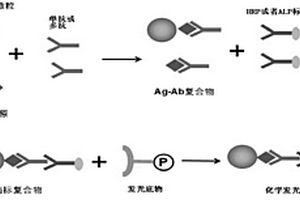 基于金磁微粒的化学发光免疫学检测小分子物质的方法