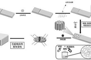 基于细胞电化学味觉传感器高灵敏快速检测α-羟基山椒素的方法