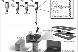 纸基双极性电极电化学发光分子开关系统用于快速灵敏基因检测致病菌的方法
