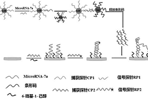 基于生物条形码的microRNA-7a电化学检测方法及应用
