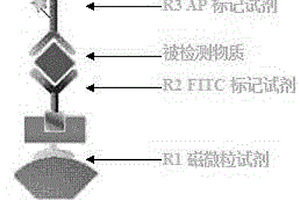 化学发光法联合检测丙肝病毒抗原-抗体的试剂盒