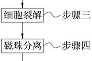 电化学免疫用DNA甲基化位点对数量检测方法
