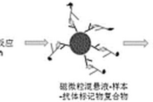 用于BACE1的磁微粒化学发光免疫检测试剂盒