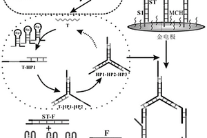 检测赭曲霉毒素A的电化学生物传感器及其制备方法