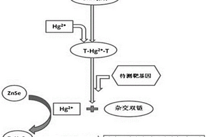 简便灵敏通用型的基因检测方法