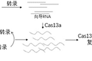 基于CRISPR-Cas的等温核酸检测方法及试剂盒