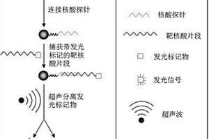基于磁珠与超声分离发光标记物的核酸检测方法