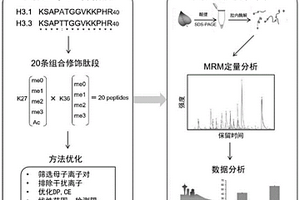 基于MRM的植物组蛋白变体H3.3的定量检测方法