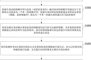 抗体捕获蛋白及报告基因融合重组蛋白检测抗体的方法