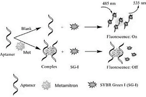 基于核酸适配体的SYBR GREEN I荧光法检测苯嗪草酮的方法