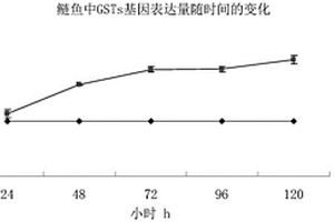 应用鲢鱼检测养殖水体中污染物的方法