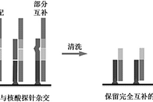 基于短核苷酸链连接检测癌症患者血清miRNA的方法