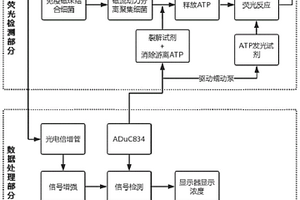 整合磁流动力分离和信号处理的细菌检测系统及方法