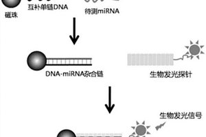 基于转录激活子样效应因子的生物发光检测探针及其构建方法及应用