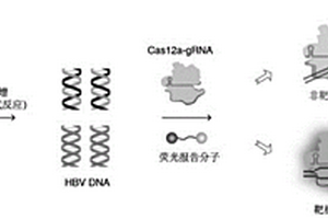 HBV基因分型检测方法及试剂盒