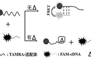 基于FRET核酸适配体传感器高灵敏检测环丙沙星CIP的方法