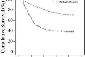 基于WRAP53蛋白表达的新型肝细胞癌预后检测方法与应用