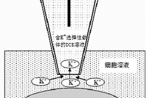 HEK 293细胞和红细胞内外钾离子交换动态检测方法