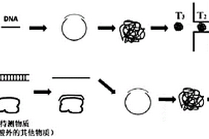 检测生物分子数量的方法