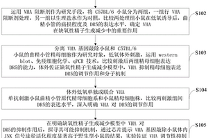 VHA抑制DR5在缺氧下精子生成减少的检测方法