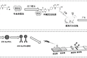 聚多巴胺包裹的ZIF-8纳米粒子-抗叶酸多克隆抗体探针及其检测试纸条与制备方法