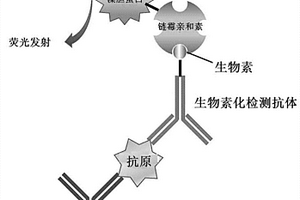 用于肝癌早期检测的试剂盒及其制备方法