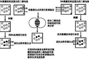 KRT84自我免疫抗体作为诊断、检测类风湿性关节炎的诊断标记物的应用