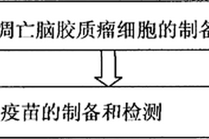 热休克凋亡脑胶质瘤细胞的制备与检测方法
