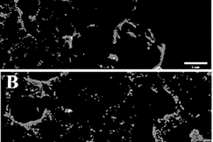 纳米金-海藻基生物质碳纳米复合材料的制备与芦丁检测的应用