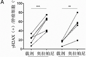 基于检测肿瘤细胞中RAD51焦点的方法