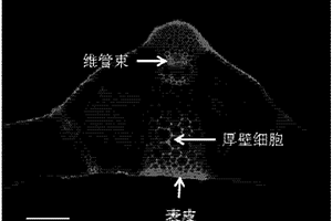 小麦组织胼胝质的快速检测方法