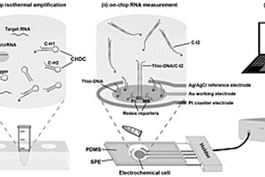 CRISPR/Cas13a驱动的催化可再生电化学生物传感器及其应用
