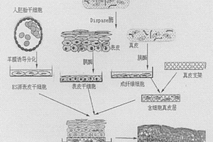 采用干细胞筏式培养制备毒性检验用全层皮肤的方法