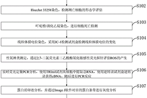 鸡骨香挥发油抗肿瘤活性及其相关机制的测试方法及应用