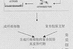 采用嵌入式培养法制备毒性检验用器官型人工皮肤的方法