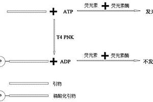 定量T4多聚核苷酸激酶活性测定方法