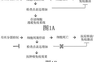 用于共同递送有丝分裂激酶抑制剂和免疫检查点抑制剂的治疗构建体