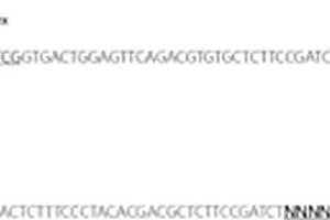 微生物16S rDNA单分子水平测序文库的构建方法
