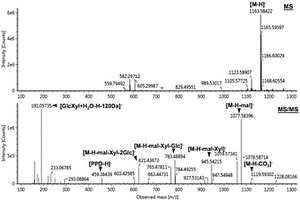 基于离线2D LC-MS结合代谢物预测三七叶皂苷成分的方法