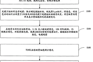 Dickkopf-1与细胞凋亡在激素性股骨头缺血性坏死中作用的研究方法